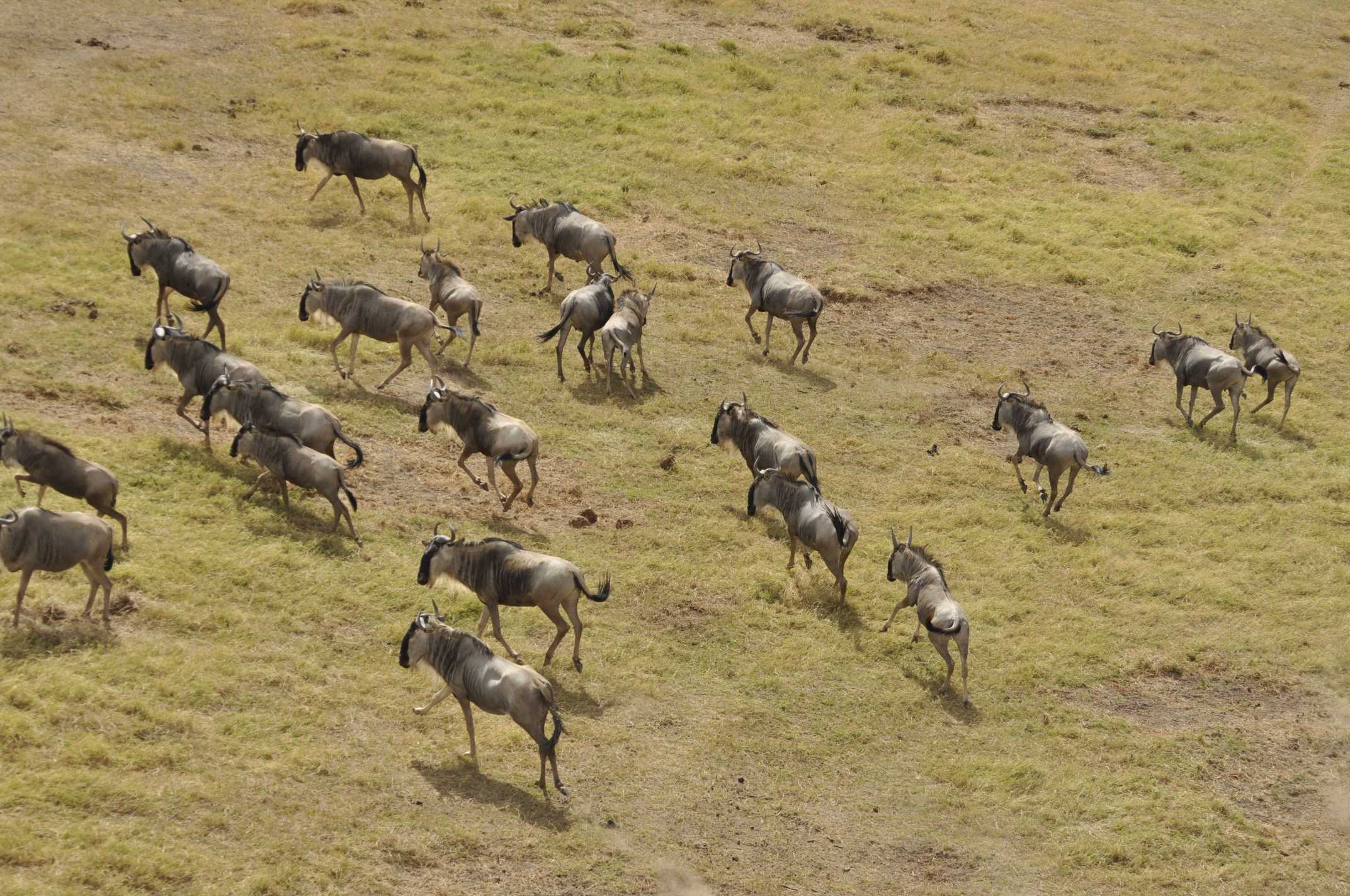 Serengeti Great Migration